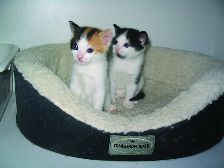 new kittens